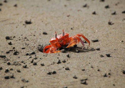 Sand Blubber Crab