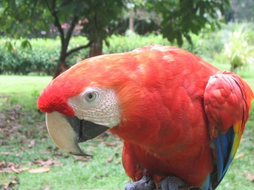 Scarlet Macaw